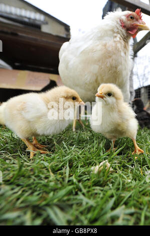 Chicks born six months early Stock Photo