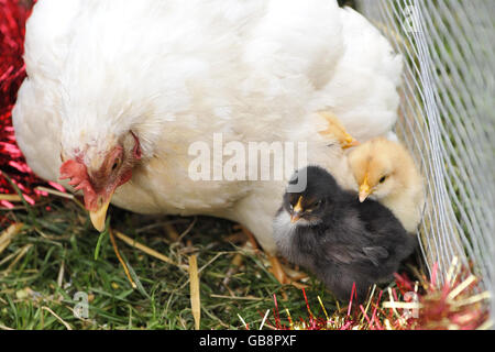 Chicks born six months early Stock Photo