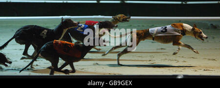 Greyhound Racing - Coral Brighton and Hove Greyhound Stadium Stock Photo