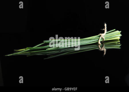 Fresh green chives on black background Stock Photo