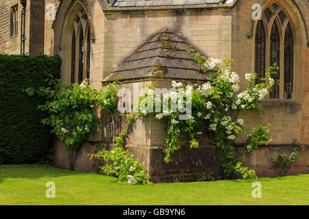 White climbing roses growing at the side of Newstead Abbey. Stock Photo