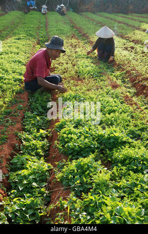 Vietnamese farmer working on vegetable field, they're weeding to care carrot plant in Dalat Stock Photo