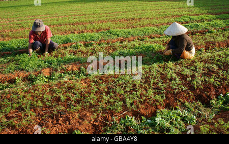 Vietnamese farmer working on vegetable field, they're weeding to care carrot plant in Dalat Stock Photo