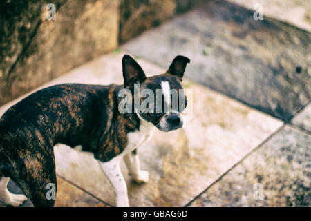 Photograph of a Boston Terrier puppy dog on a mosaic floor Stock Photo