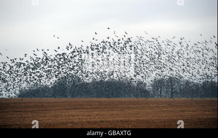 Pigeons. Pigeons over a field near Chipping Sodbury, South Gloucestershire. Stock Photo
