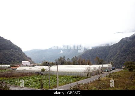 mountain tea gardon Stock Photo