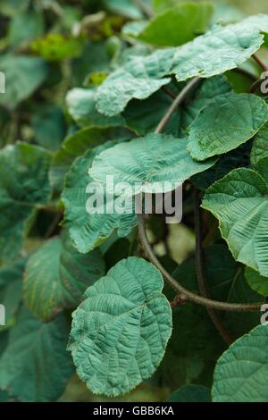 mountain tea gardon Stock Photo