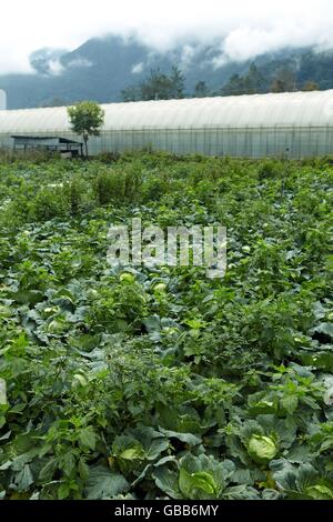 mountain tea gardon Stock Photo