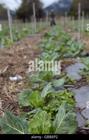 mountain tea gardon Stock Photo