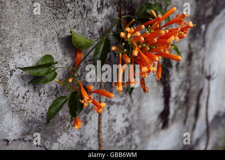 mountain tea gardon Stock Photo