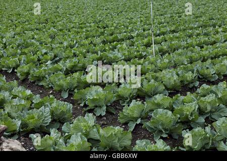 mountain tea gardon Stock Photo