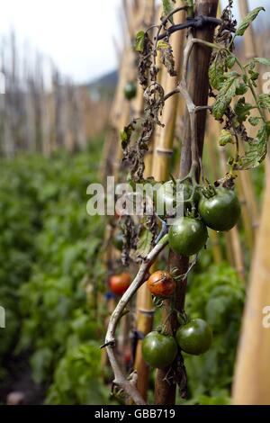 mountain tea gardon Stock Photo