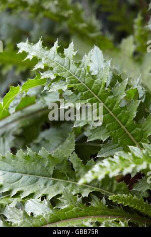 mountain tea gardon Stock Photo