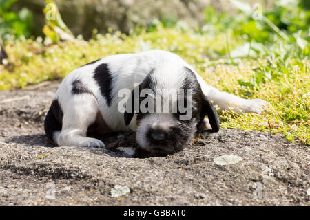 English Cocker Spaniel puppy, 14 days old dog outdoor sleeping on garden rock Stock Photo