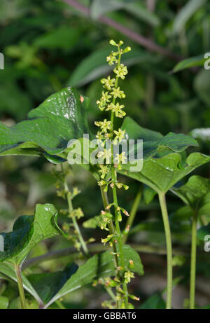 Black Bryony Flowers - Tamus communis Climbing Hedgerow Plant Stock Photo