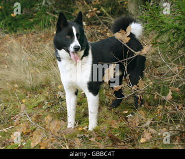 Karelian Bear Dog Stock Photo