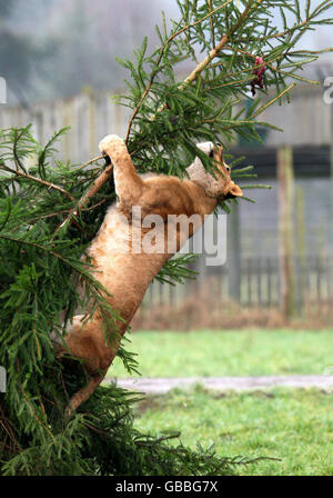 An African Lioness climbs a meat decorated Christmas tree and eventually snaps it with her weight, after staff from the Blair Drummond Safari Park decorated the tree with meat in the lion enclosure at the park.