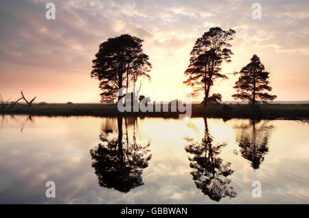 golden sunset behind pine trees reflected in lake in summer Stock Photo