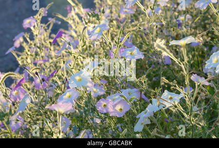 Nicotiana Tabacum Pinkish 'Tobacco Plant' flowers Stock Photo