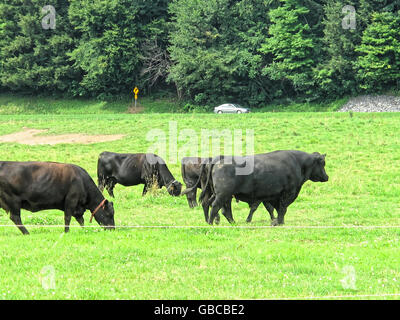 Black angus beef cows in a grass field. Stock Photo