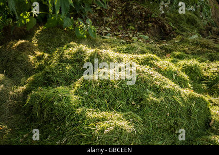 Garden waste composting naturally in a loose heap prior to storing in containers Stock Photo