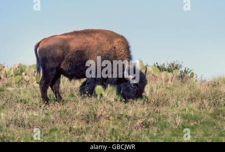 American bison are an unexpected sight for visitors to Santa Catalina Island, a popular vacation getaway in the Pacific Ocean that is just 26 miles west of Los Angeles in Southern California, USA. More commonly known as buffalo, they can be encountered on tours inland from Avalon, the island's only town and major tourist destination. The 14 buffalo that were brought to Catalina in 1924 to appear in a Hollywood cowboy movie eventually grew to more than 500 animals that roamed the 76-square-mile island. The herd has since been reduced to about 150 to protect the arid island's native plant life. Stock Photo