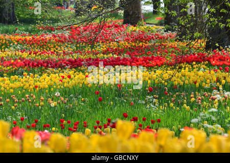 Tulpenwiese, Tulpen, Insel Mainau, Bodensee Stock Photo