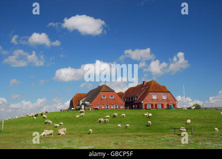 Hallig Nordstrandischmoor, North Friesland, North Sea, Schleswig-Holstein, Germany Stock Photo