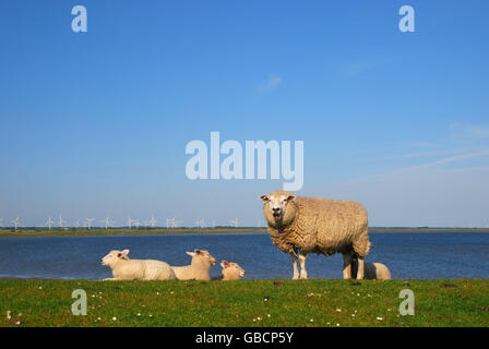 Domestic Sheep on dike, isle Nordstrand, Schleswig-Holstein, Germany Stock Photo