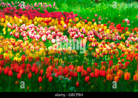Tulip bed, Island Mainau, Lake Constance, Baden-Wurttemberg, Germany Stock Photo
