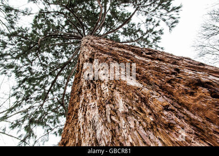 Sequoiadendron giganteum - Giant sequoia - is the sole living species in the genus Sequoiadendron. Stock Photo