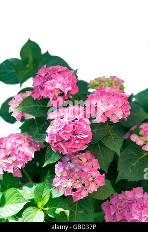 Pink Hydrangea isolated on a white background Stock Photo - Alamy