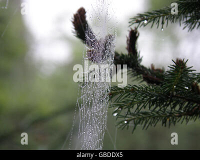 Rain drops caught in a spider web hanging from a pine tree branch. Stock Photo