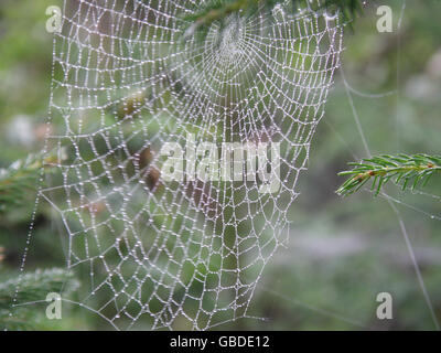 Spider web with rain drops caught in a spider web. Stock Photo