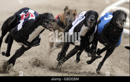 Greyhound Racing - Brighton and Hove Greyhound Stadium Stock Photo
