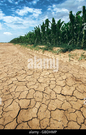 Corn crop growing in drought conditions, green maize field on dry land with mud cracks Stock Photo