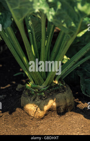 Sugar beet root in the ground, cultivated crop field grown commercially for sugar production, selective focus Stock Photo