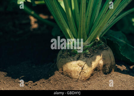 Sugar beet root in the ground, cultivated crop field grown commercially for sugar production, selective focus Stock Photo