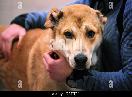 Rescued Afghan fighting dog Stock Photo