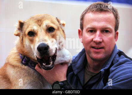 Rescued Afghan fighting dog Stock Photo