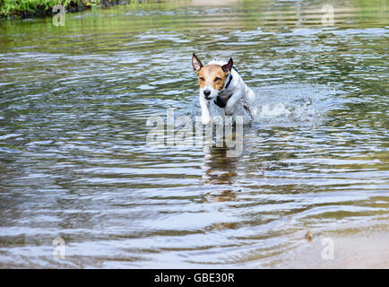 Dog running and jumping in water vigorously Stock Photo