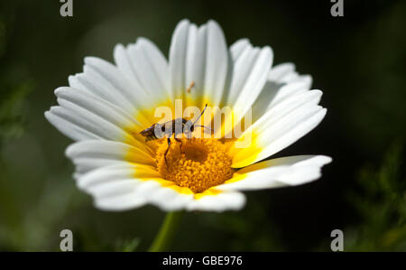 A wasp perches on a yellow flower in Prado del Rey, Sierra de Cadiz, Andalusia, Spain Stock Photo