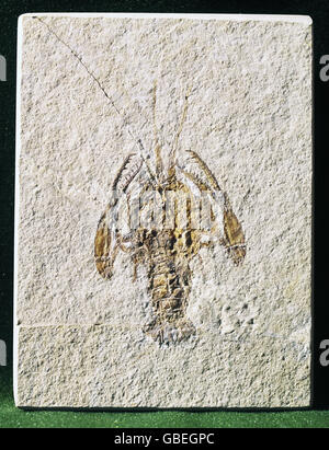 prehistory, fossils, animals, crustaceans, palaeopentacheles roettenbacheri, Additional-Rights-Clearences-Not Available Stock Photo
