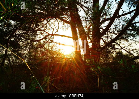 The sun shines through the pine tree on the shore. Stock Photo