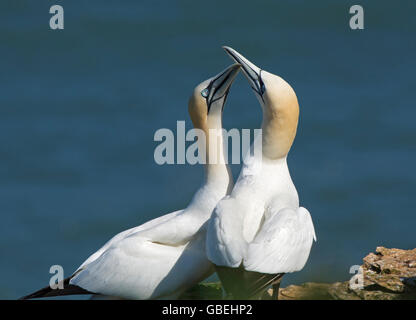 Gannet, Sula bassana, performing their courtship display ritual at their breeding colony on Bempton Cliffs, Yorkshire, UK Stock Photo