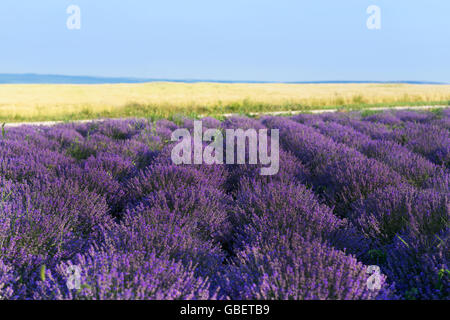 Photo of purple flowers in a lavender field in bloom, moldova Stock Photo