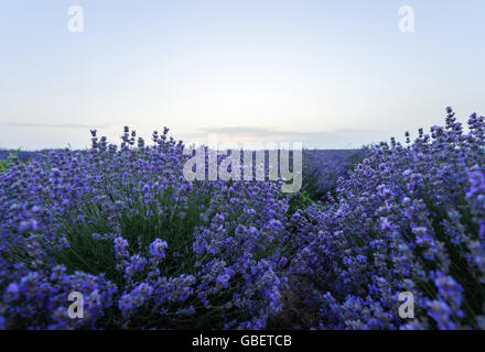 Photo of purple flowers in a lavender field in bloom at sunset, moldova Stock Photo