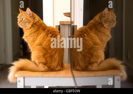 A ginger cat sitting on a table with its reflection in a flatscreen television Stock Photo