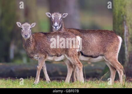Mufflon, Ovis orientalis Stock Photo