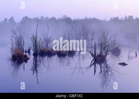 Renaturated swamp, Neustadter Moor, Diepholzer Moorniederung, Lower Saxony, Germany / Neustädter Moor Stock Photo